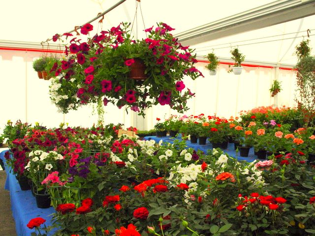 Lignano in Fiore