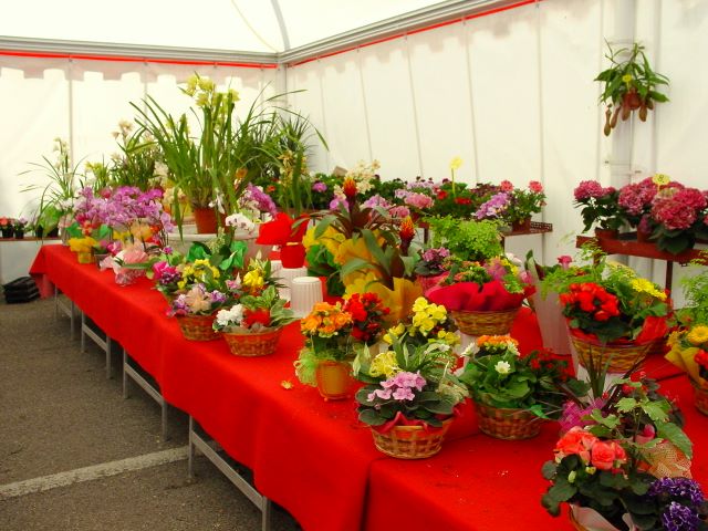 Lignano in Fiore